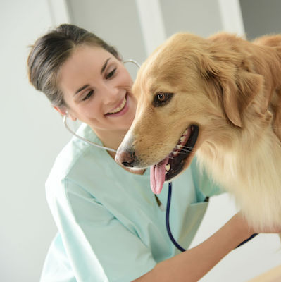 K9000 Dogwash Systems Vet Clinics K9000 Dogwash Systems Vet Clinics