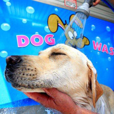 DIY Dog Wash