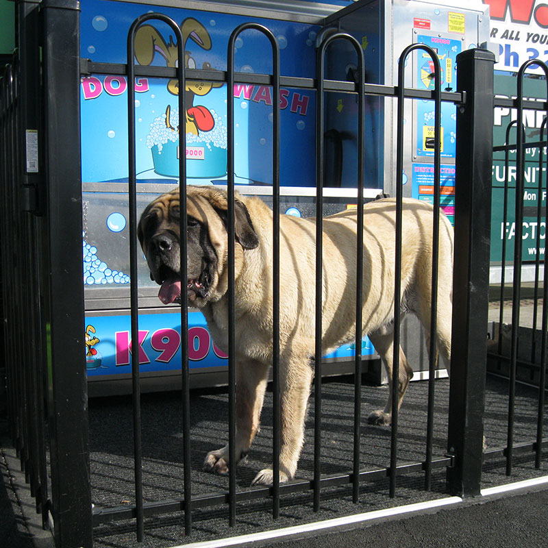 Self Service dogwash